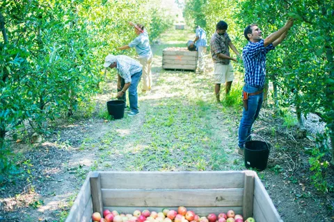 FRUITFUL EXPERIENCE: APPLE PICKING JOBS ABROAD FOR FOREIGN WORKERS